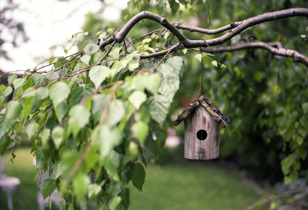 bird feeder in tree