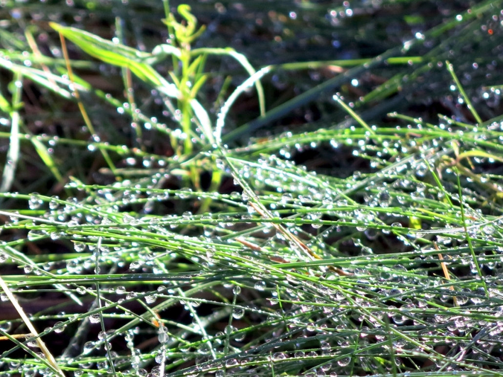 Grass after a summer rain in northern Sweden. Photo by Anna Strom ©2022.