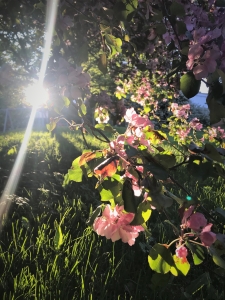 Evening sun on the greenery. Photo by Anna Strom©.