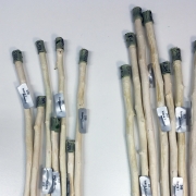 Freeze-dried wood sticks (right), versus normal ones. Photo by courtesy of Ewa Mellerowicz.