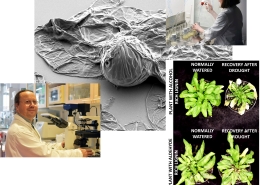 Scientist Edouard Pesquet and team have discovered a chemical "code" for the plant polymer lignin. Photos by courtesy of Edouard Pesquet and team.