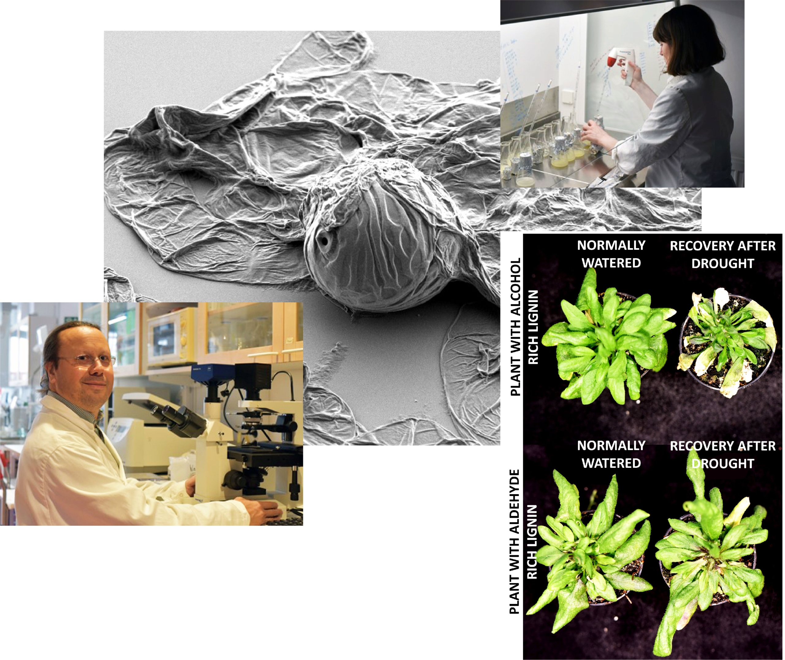 Scientist Edouard Pesquet and team have discovered a chemical "code" for the plant polymer lignin. Photos by courtesy of Edouard Pesquet and team.