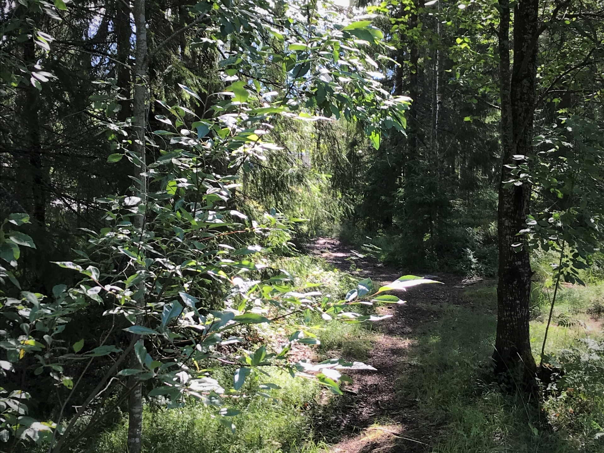 Mixed forest. Photo by Anna Strom ©2022.