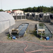 Algae production at Dåva, Umeå, Sweden. Photo by courtesy of Francesco Gentili.