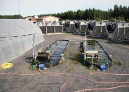 Algae production at Dåva, Umeå, Sweden. Photo by courtesy of Francesco Gentili.