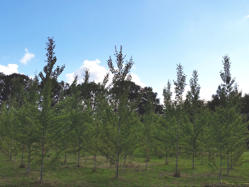 Field trials of growing genetically modified aspen trees in Sweden. Photo by courtesy of Ewa Mellerowicz.