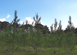 Field trials of growing genetically modified aspen trees in Sweden. Photo by courtesy of Ewa Mellerowicz.