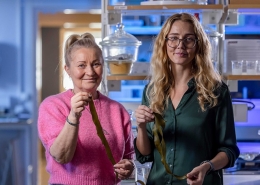 Bio4Energy scientists Kristiina Oksman (left) and Linn Berglund are showing slivers of the brown kelp used as input material, at their research laboratory.