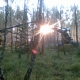 A harvester does the last bit of weeding before sunset, in a birch forest somewhere in southern Sweden. Photo by courtesy of Dan Bergström.