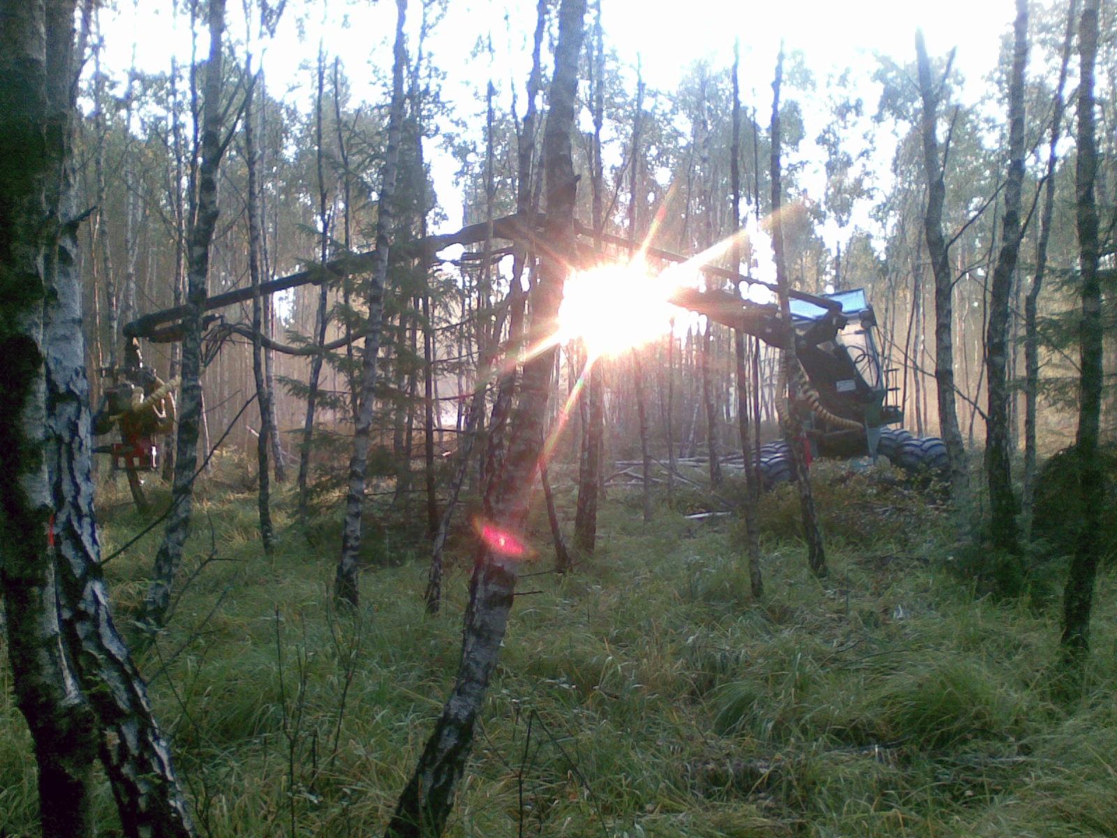 A harvester does the last bit of weeding before sunset, in a birch forest somewhere in southern Sweden. Photo by courtesy of Dan Bergström.