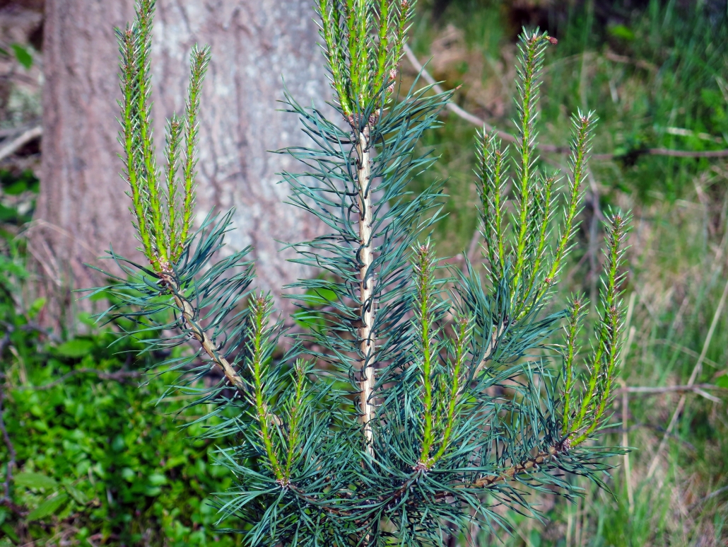 This lodgepole pine plant has found its way to a mixed forest in mid Sweden. Photo by Anna Strom©2023.