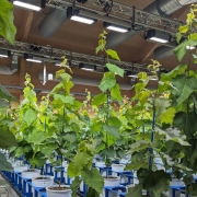 Fast-growing aspen plants in a large experimental facility at Umeå Plant Science Centre, Sweden. Photo by Stéphane Verger.