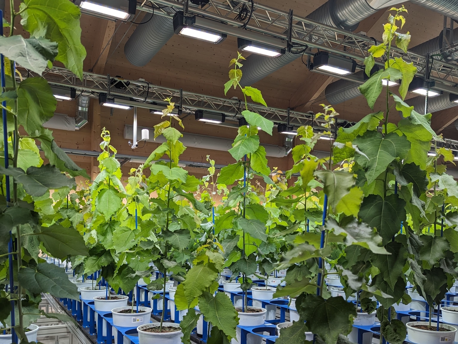 Fast-growing aspen plants in a large experimental facility at Umeå Plant Science Centre, Sweden. Photo by Stéphane Verger.