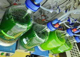 A so-called photobioreactor with microalgal content, in the laboratories of Christiane Funk and Martin Plöhn, both Bio4Energy. Photo by courtesy of Plöhn and Funk.