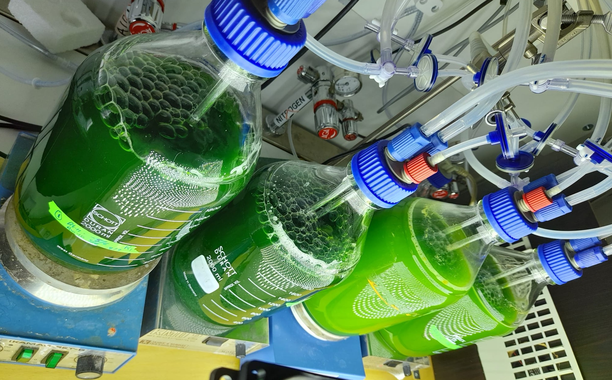 A so-called photobioreactor with microalgal content, in the laboratories of Christiane Funk and Martin Plöhn, both Bio4Energy. Photo by courtesy of Plöhn and Funk.