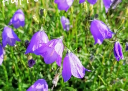 Happy Midsummer